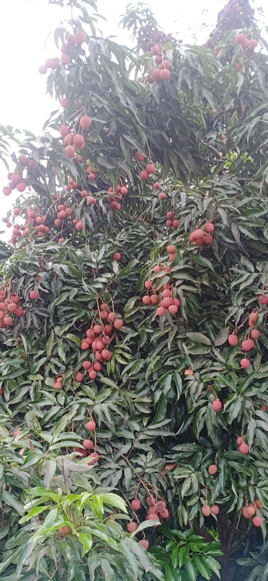 合江荔枝晚熟大红炮荔枝