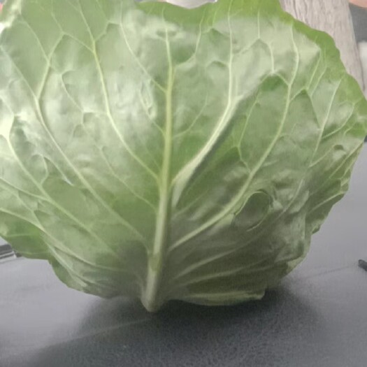 定西甘蓝    高原夏菜，产地直销，诚信为本，欢迎各位老板至电
