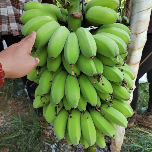 大新县苹果蕉