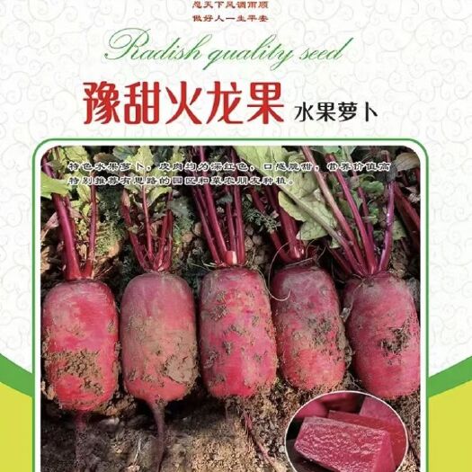 扶沟县豫甜火龙果水果萝卜种子500克皮肉均为深红色囗感脆甜经济