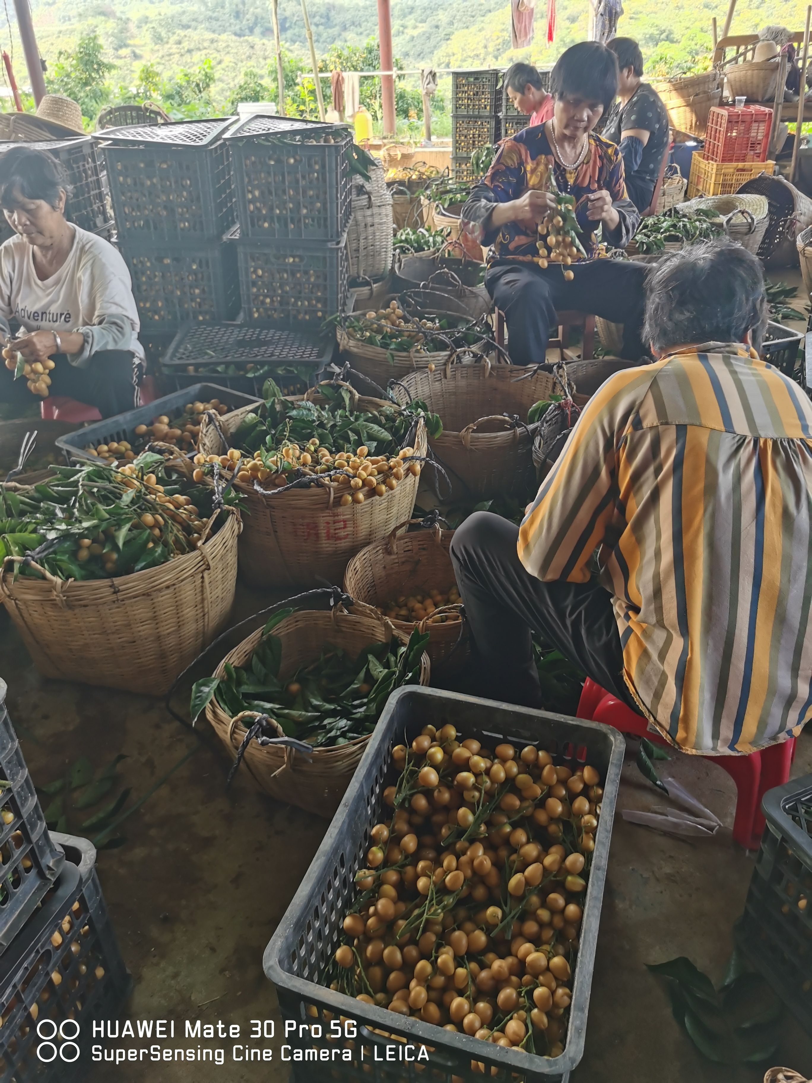 7月上市广东云浮新鲜黄皮果现摘现发郁南县优质农产品