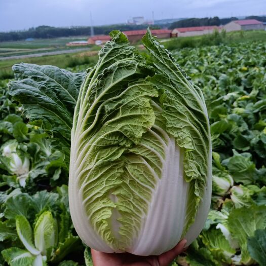 张北县玲珑黄白菜
