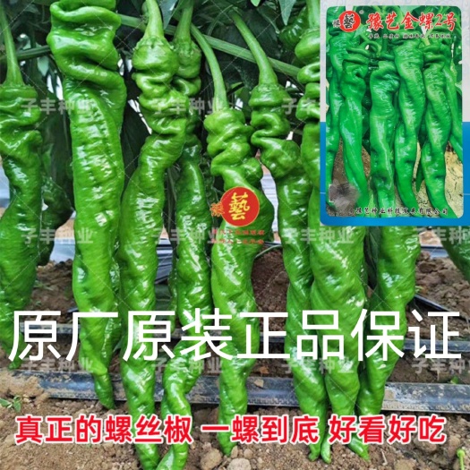 沭阳县螺丝椒种子豫艺金螺2号高产皮薄香辣春季秋季冬季抗病辣椒种子