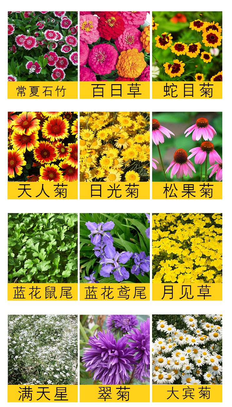 花种子四季易活组合套餐阳台盆栽多种花卉花籽多年生室外室内花卉