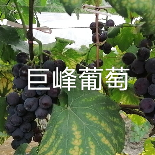 兴安县葡萄