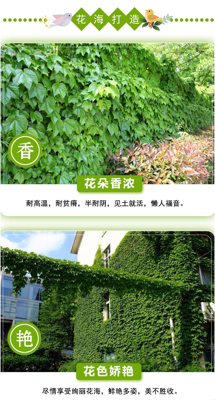 新采爬山虎种子园林绿化行道树苗木种子庭院爬藤植物林木树种子