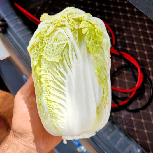 会泽县精品娃娃菜