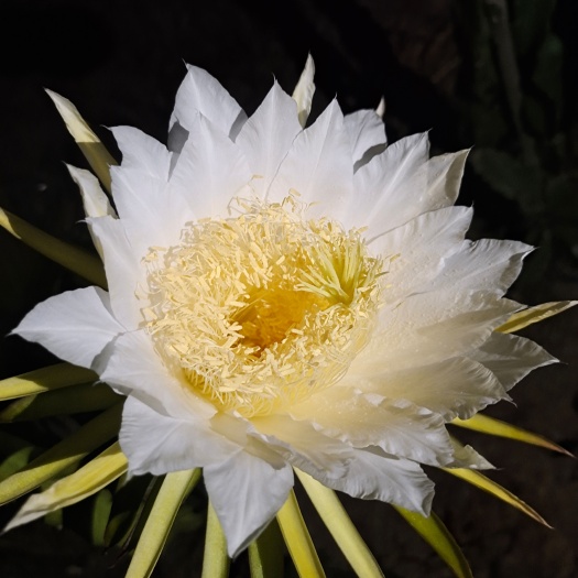 阳春市霸王花，煲汤材料