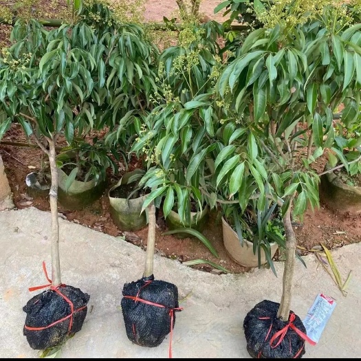 灵山县桂味荔枝嫁接苗