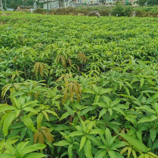 钦州芒果苗