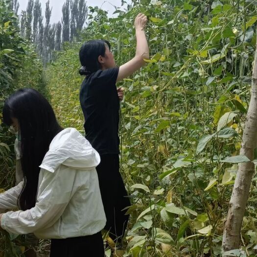 叶城县豇豆，新鲜的，新疆发货