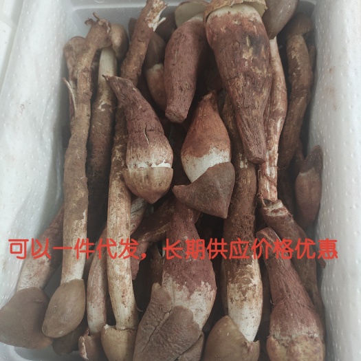 南华县云南南华野生骨朵鸡枞菌，价格只做搬运工，大胆来电骚扰！