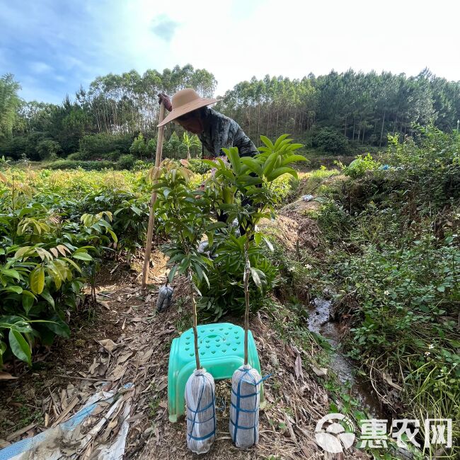 荔枝王嫁接苗海南苗圃基地直发品种带土带叶发货可盆栽地栽种植