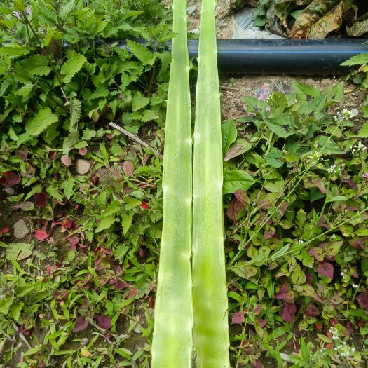 香格里拉3300的海拔种出来的莴笋口感清脆而又甜