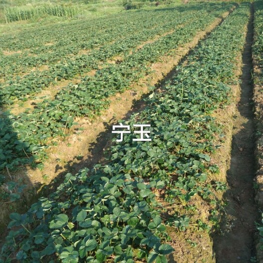 凤凰县宁玉草莓苗  大叶宁玉 草莓苗  湖南省湘西凤凰县