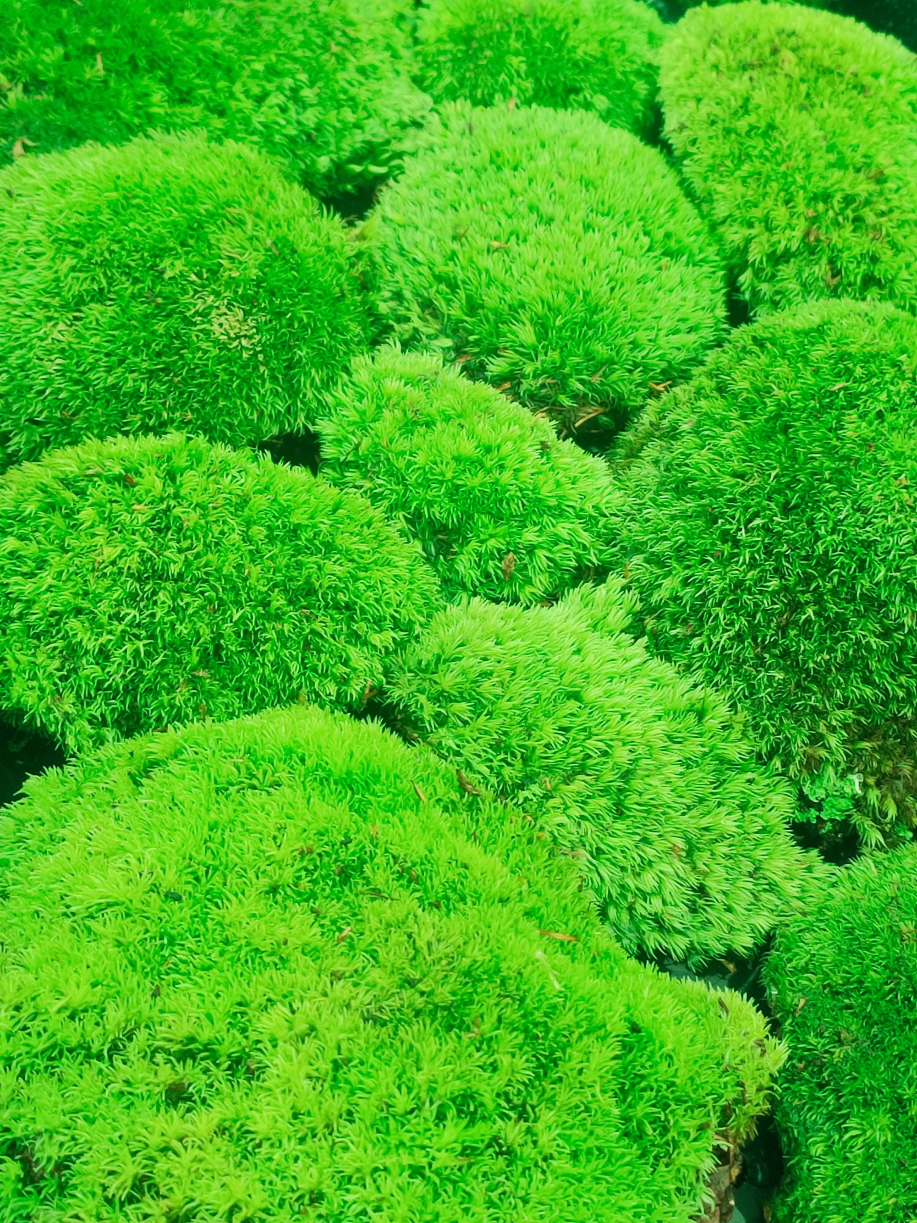 各种庭院盆景苔藓供应