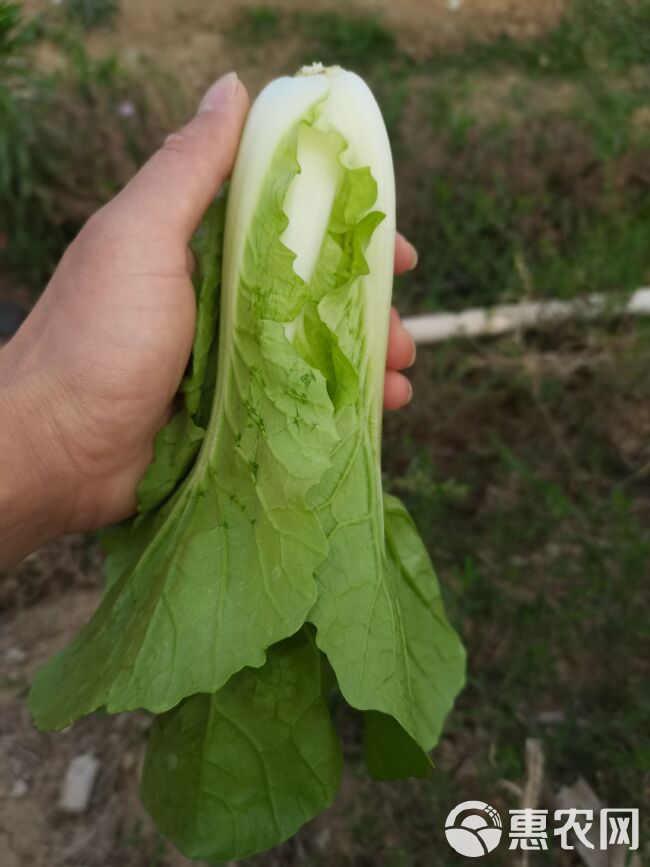 精品毛白菜 快菜