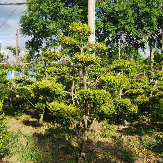 上海造型小叶瓜子黄杨
