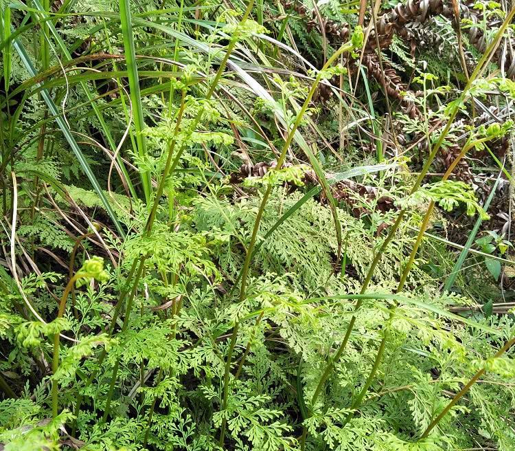 乌蕨，小叶金花草，大叶金花草、小叶鸡尾、细叶凤凰尾、乌韭等