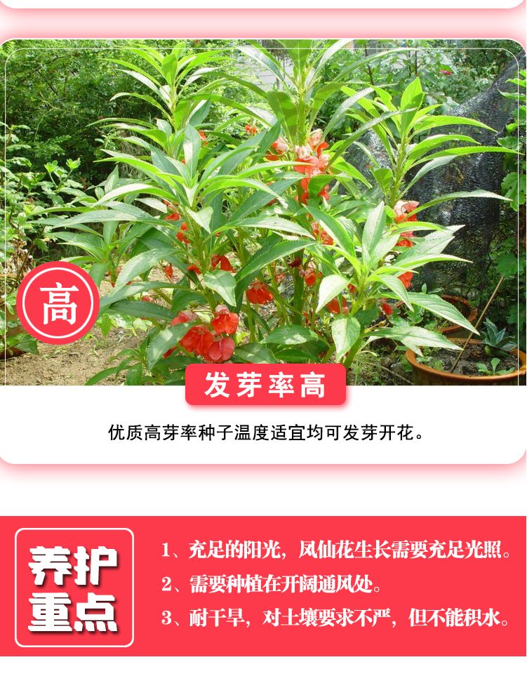 重瓣凤仙花种子花苗指甲花染指甲草种籽学生实验套装花种子易活花