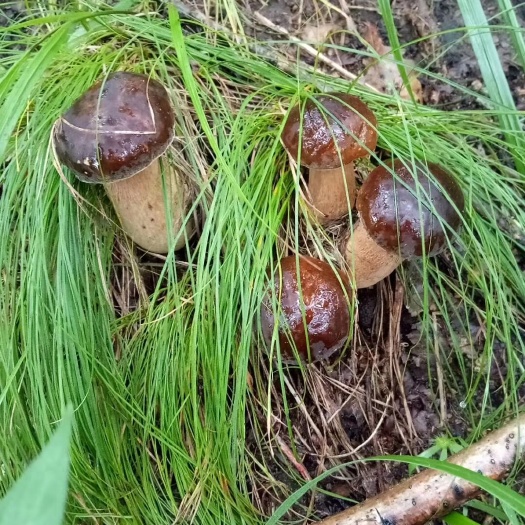 西丰县野生食用菌，东北大腿蘑菇，山上采的鲜菇