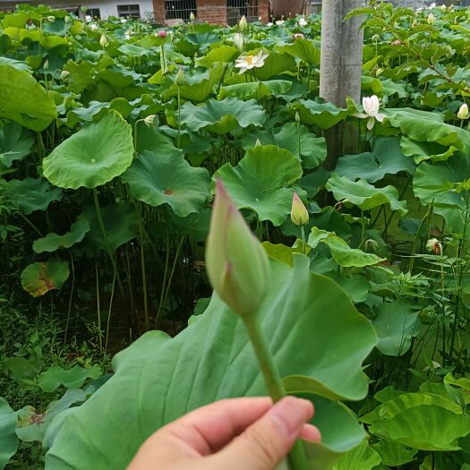 广昌县荷叶
