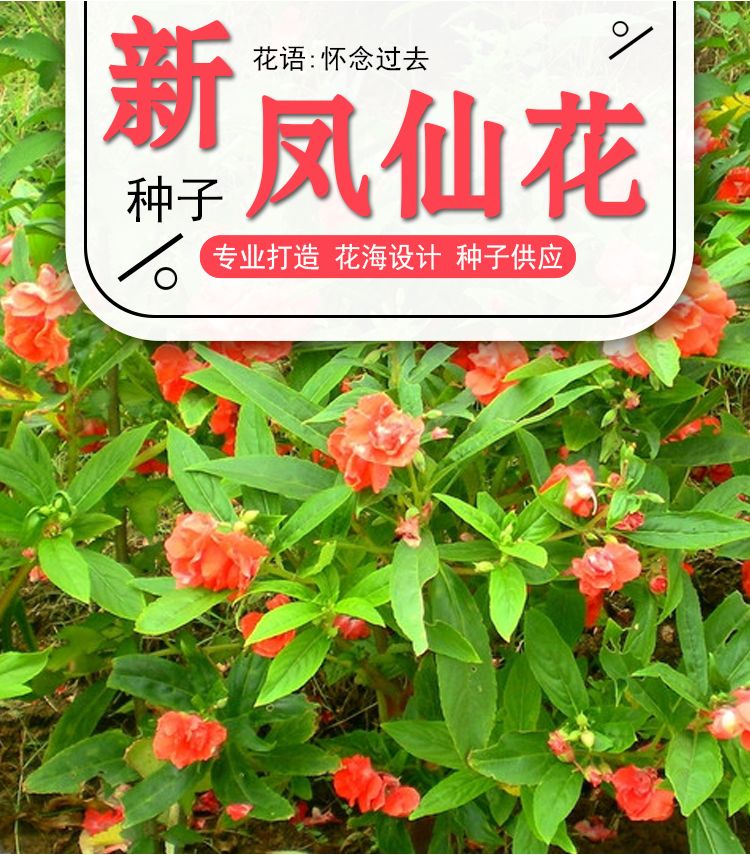 重瓣凤仙花种子花苗指甲花染指甲草种籽学生实验套装花种子易活花