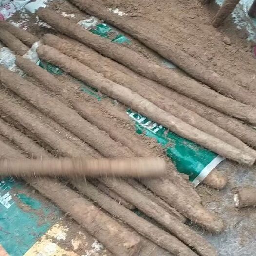 大名县白玉山药