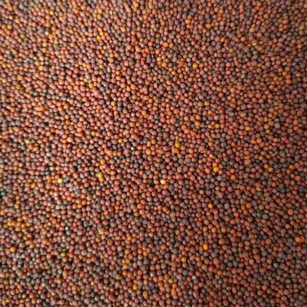 衡油6号油菜种子 白菜型冬油菜 抗寒性强抗倒伏 含油量高
