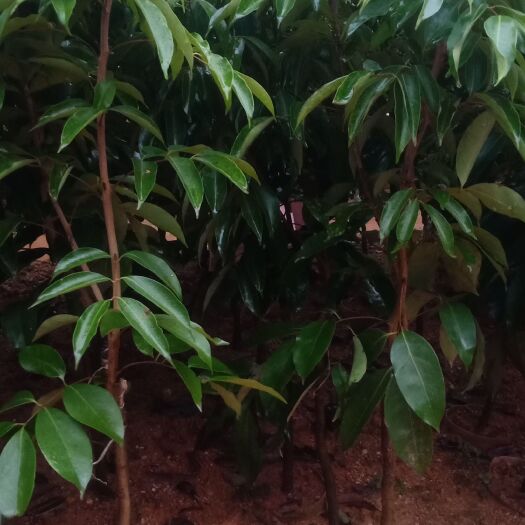 灵山县荔枝 妃子笑 桂味 无核荔 仙进奉 冰荔 糯米糍等等荔枝品种