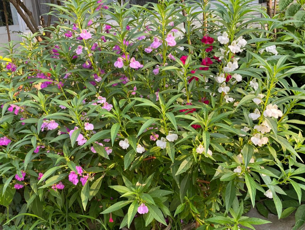 重瓣凤仙花种子花苗指甲花染指甲草种籽学生实验套装花种子易活花