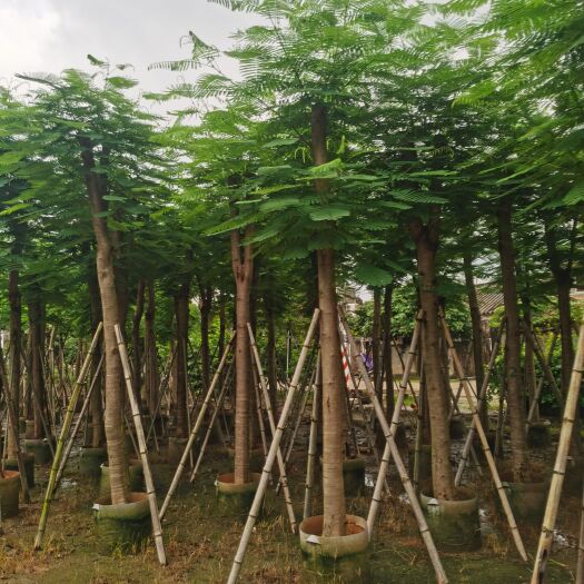 普宁市凤凰木