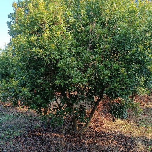 贵阳大量低价供应各种规格杨梅树