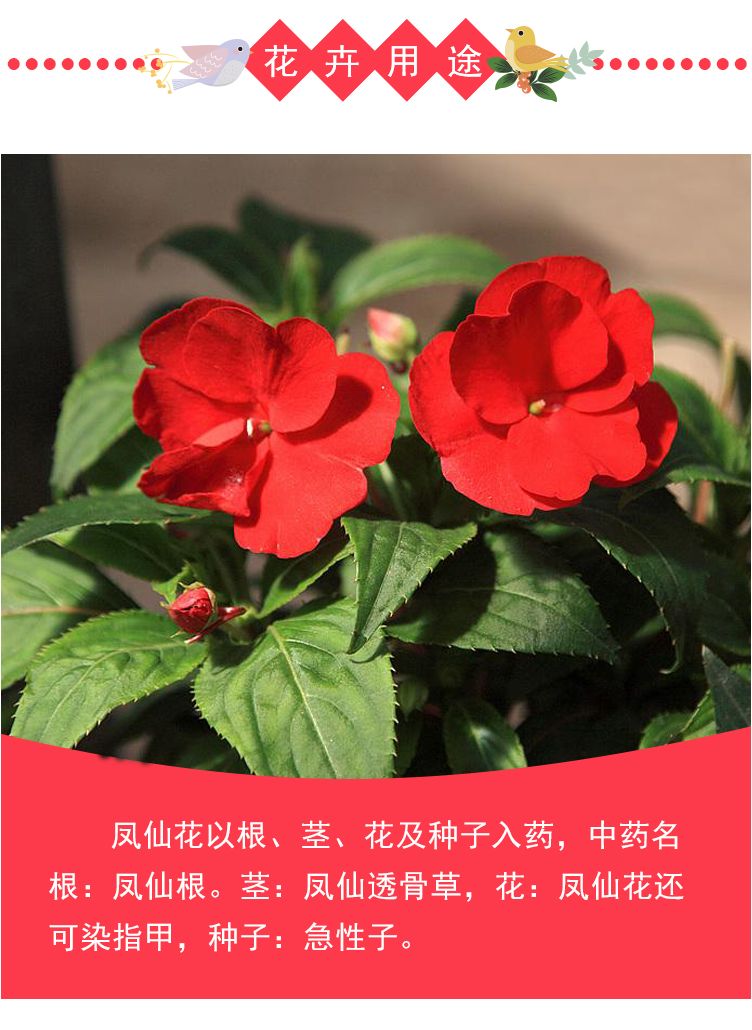 重瓣凤仙花种子花苗指甲花染指甲草种籽学生实验套装花种子易活花