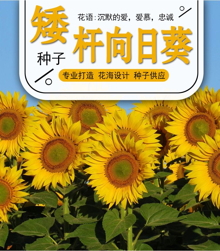 向日葵种孑切花黑心矮生迷你四季开花种籽子室内阳台观赏盆栽种子