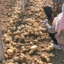 昌黎县昌黎土豆大量下货