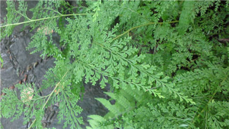 乌蕨，小叶金花草，大叶金花草、小叶鸡尾、细叶凤凰尾、乌韭等