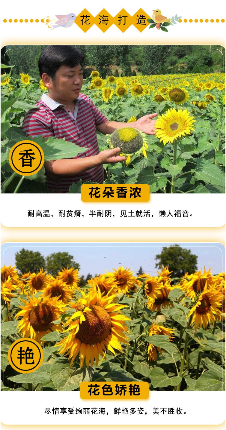 向日葵种孑切花黑心矮生迷你四季开花种籽子室内阳台观赏盆栽种子