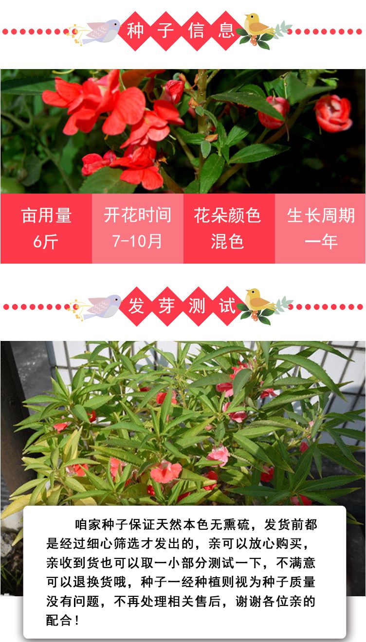 重瓣凤仙花种子花苗指甲花染指甲草种籽学生实验套装花种子易活花