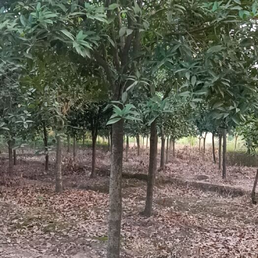 阆中市桂花树，白果树，紫荆