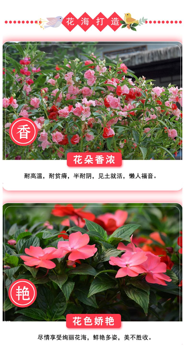 重瓣凤仙花种子花苗指甲花染指甲草种籽学生实验套装花种子易活花