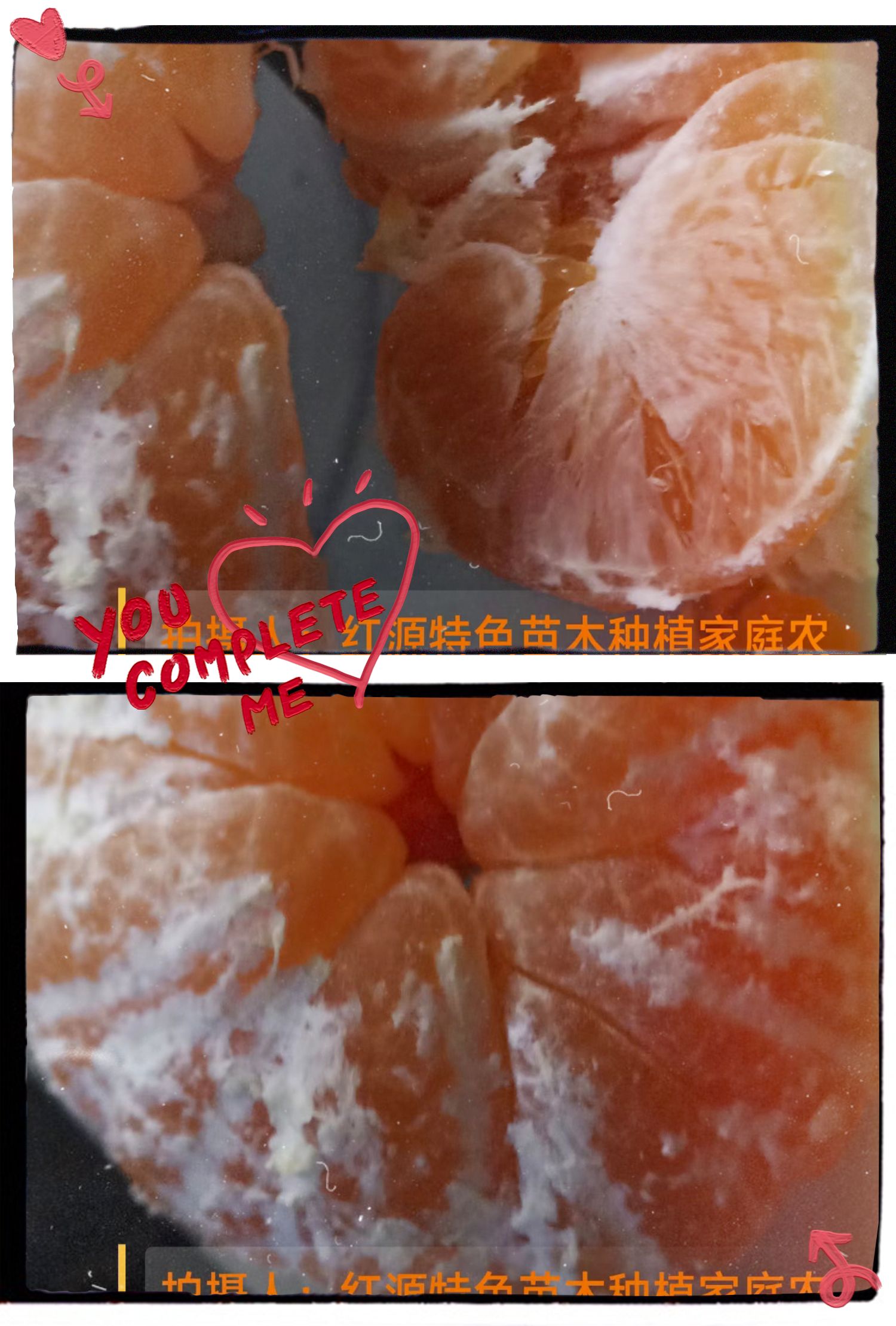 爱媛46柑橘苗，阿蜜达，爱媛46，早熟耙耙柑