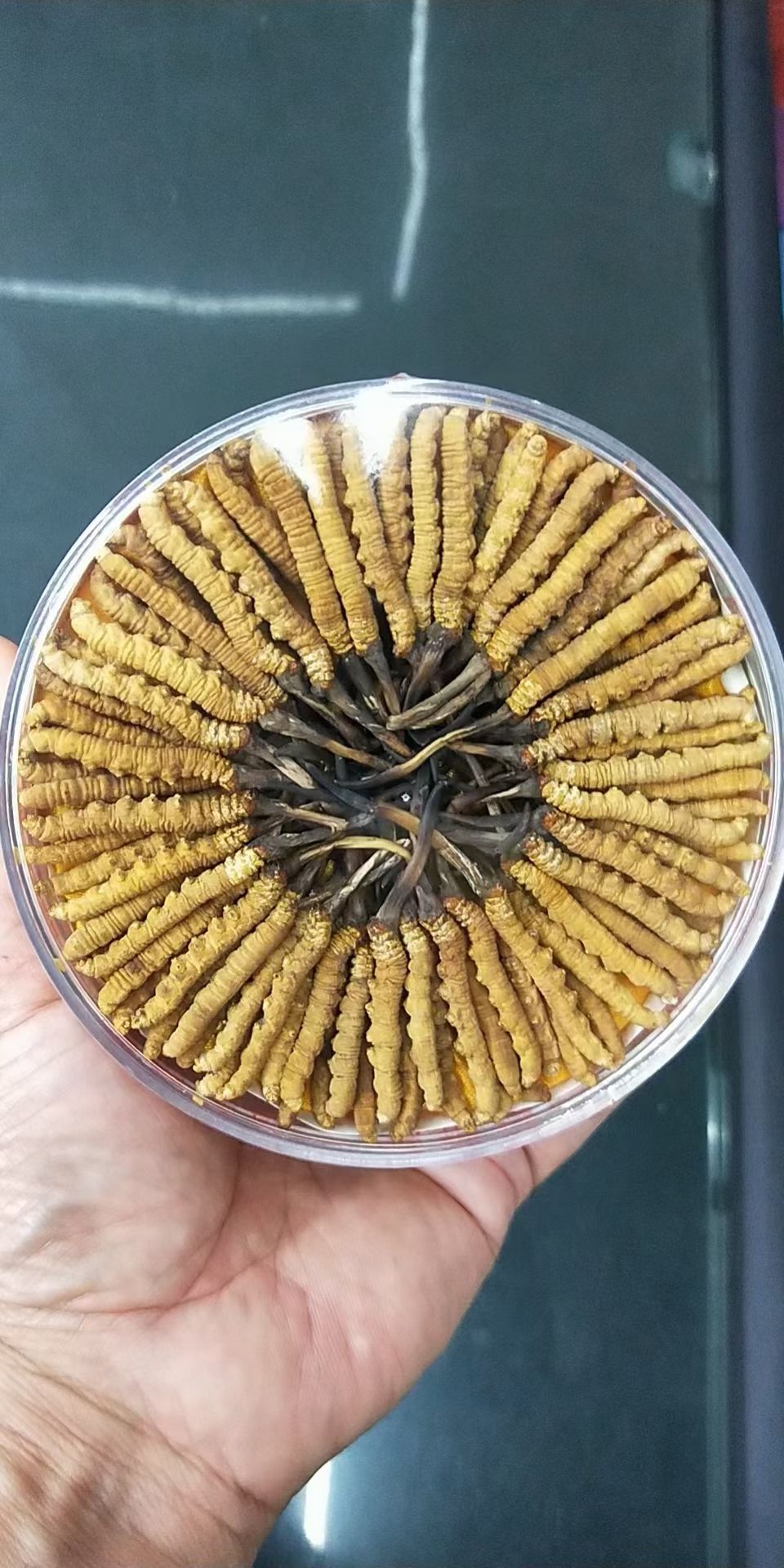 长沙虫草