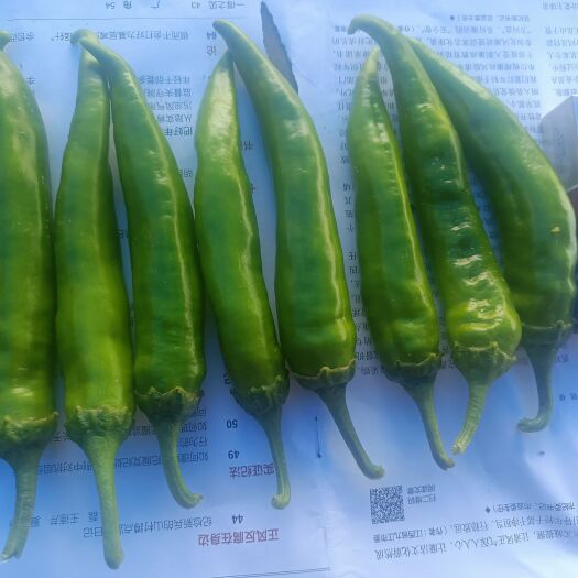 商丘青尖椒   大青椒椒  河南商丘产区  早春茬六月中上市