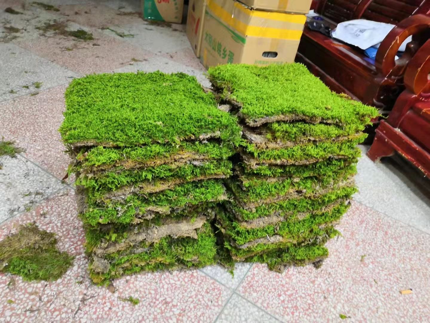 各种庭院盆景苔藓供应