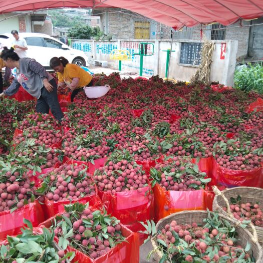 桂平市荔枝 禾荔