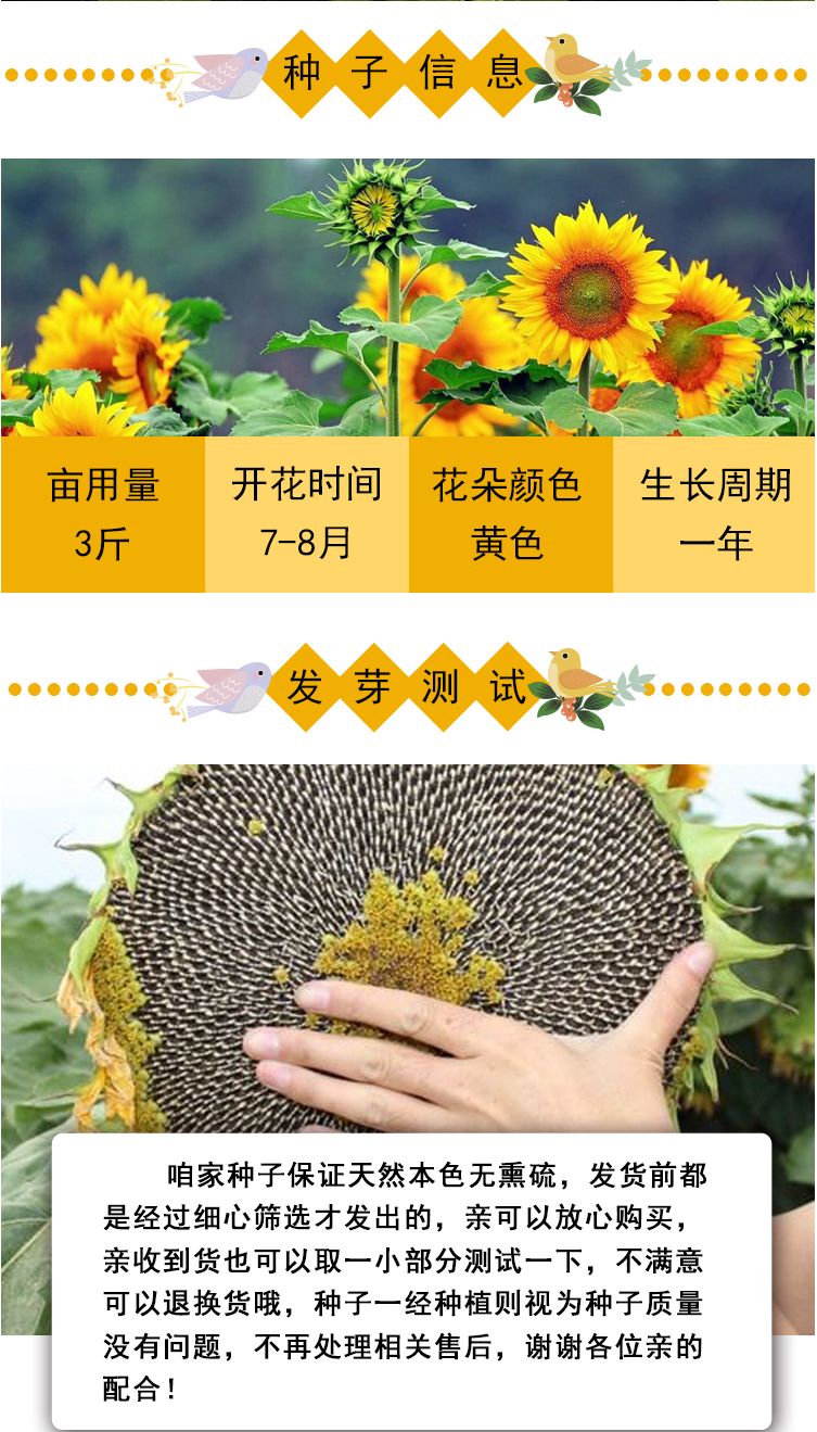 向日葵种孑切花黑心矮生迷你四季开花种籽子室内阳台观赏盆栽种子