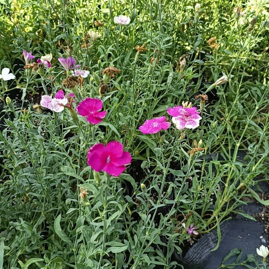 晋中出售石竹常夏石竹绿化地被绿化苗木草花花卉1315营养杯