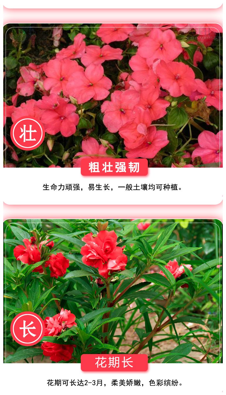 重瓣凤仙花种子花苗指甲花染指甲草种籽学生实验套装花种子易活花