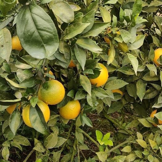 麻阳县麻阳冰糖橙，纽荷尔